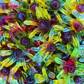 Trolli Pieuvres Lisses - Candibox