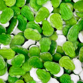 Bonbons grenouilles vertes Haribo goût pomme en vrac